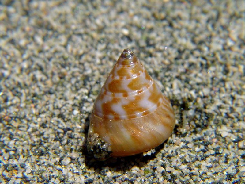 Calliostoma laugieri laugieri